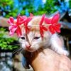 nusrat.fariha.mim26