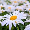 kishinev_77