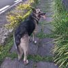 wolf74723