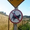topalote19