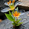 atiq__786