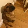 essexdrops