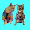 nicoestagicat