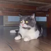 tacocat34