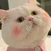 Phcatfeng