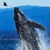 whaleabc