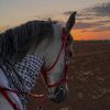 sosoahmed_1