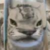 harimau.melaya77