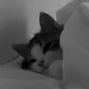 frediecaliao