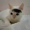 rishunextdoor