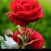 eng.dalayta