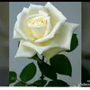 userqdz9184n5a