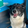 tinathetvbordercollie