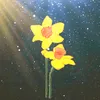 daffodil_37