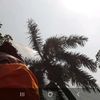 sitihabibah882