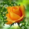 anashesein8