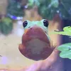 froppy._frog