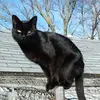 _black__cat_3