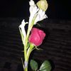 rajibhossain8528
