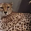 cheetahman6000