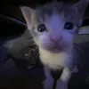 user_meoiu08
