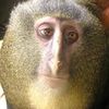 xbigmonkey