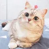miumiucetu