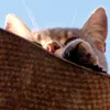 nell_cookie