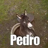 carluxtorra