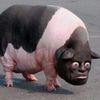 benjamon__xd