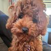 hennessytheminipoodle