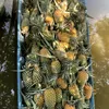 khom_tan_phuoc