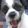 ascreamingdog