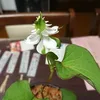 naoyasaitoh