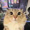 244466666____