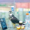 صقر 🦅🫀🥷