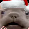 vesnalazar1