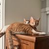purrfecttalez
