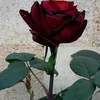 ww.vredina