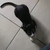 pizzacat95