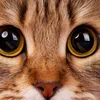 gatinho123.4