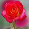 arim.zadran
