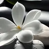 amalissa08