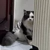 baybisacdududu