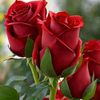user2440166731594