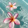 ashana_elk