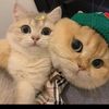 smartpet.1