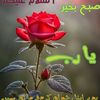 aneelajaved3