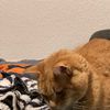 stalkermlprofil