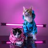Sommer & Haru Kitty